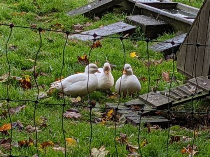 7x zoom ducks Google Pixel 4 - Super res zoom