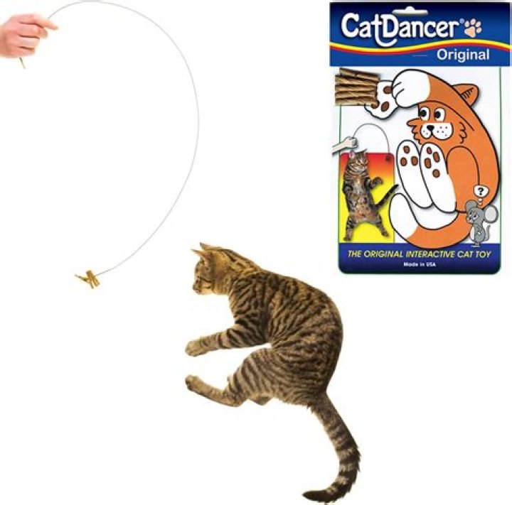 cat dancer