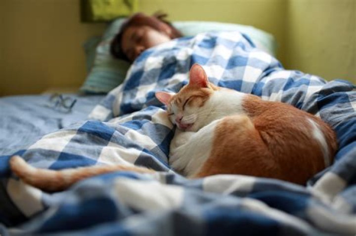 cat person bed