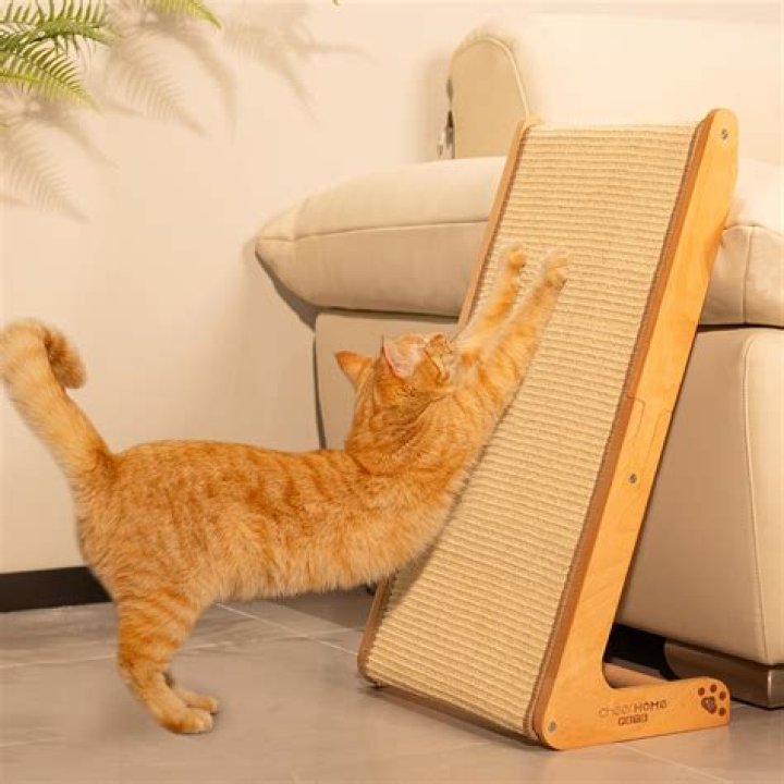 cat scratching post