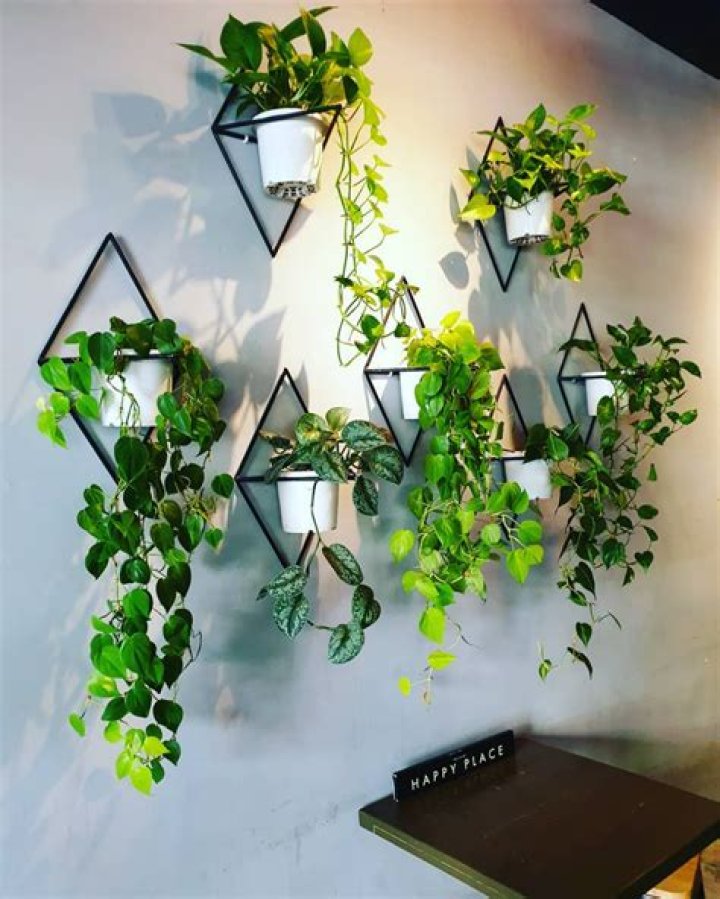 hanging plant wall