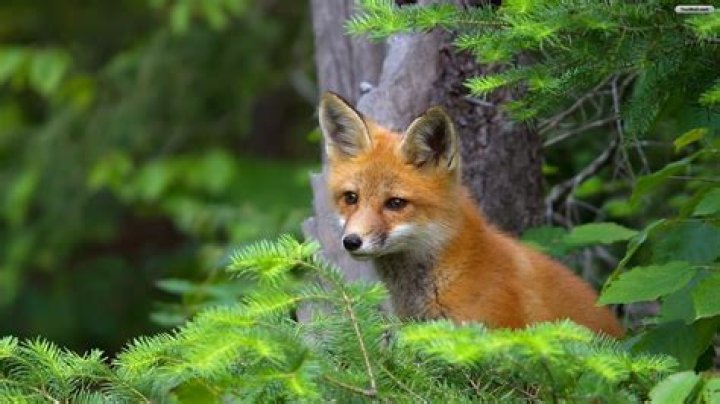 HD wallpaper Fox, red fox, fur, wild, face, nose, snout, whiskers, ear