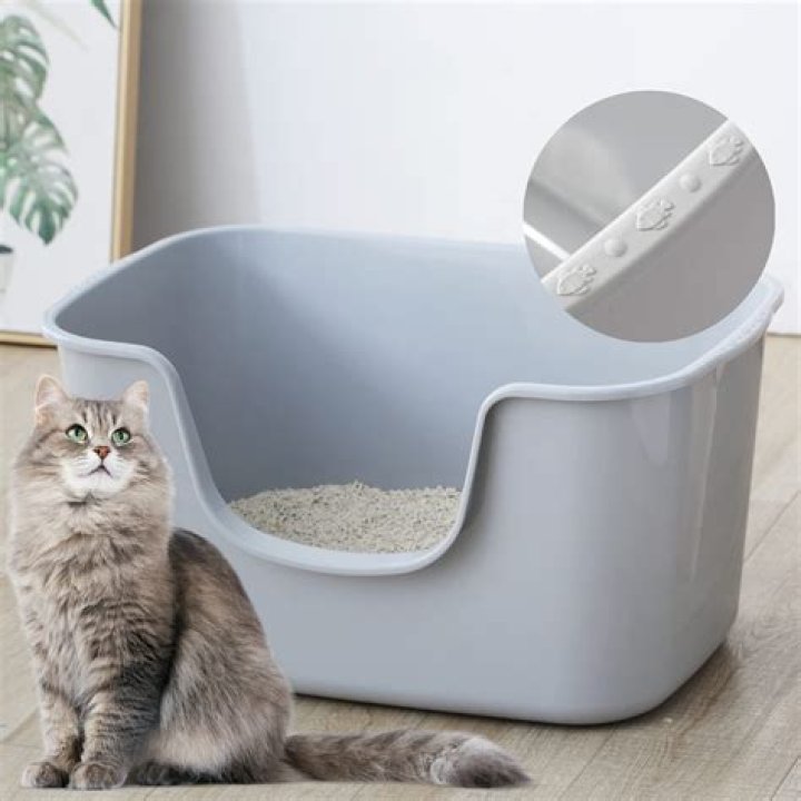 litter box 