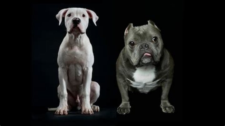 pitbull (10)