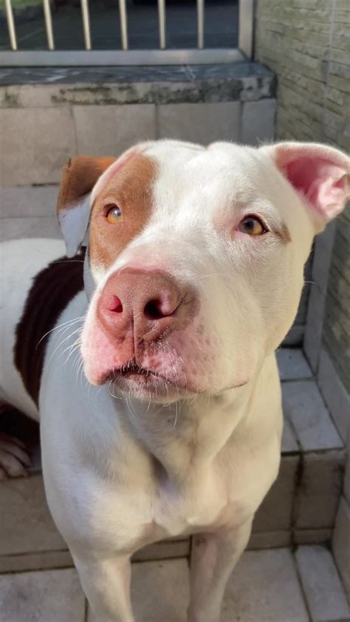 pitbull (9)