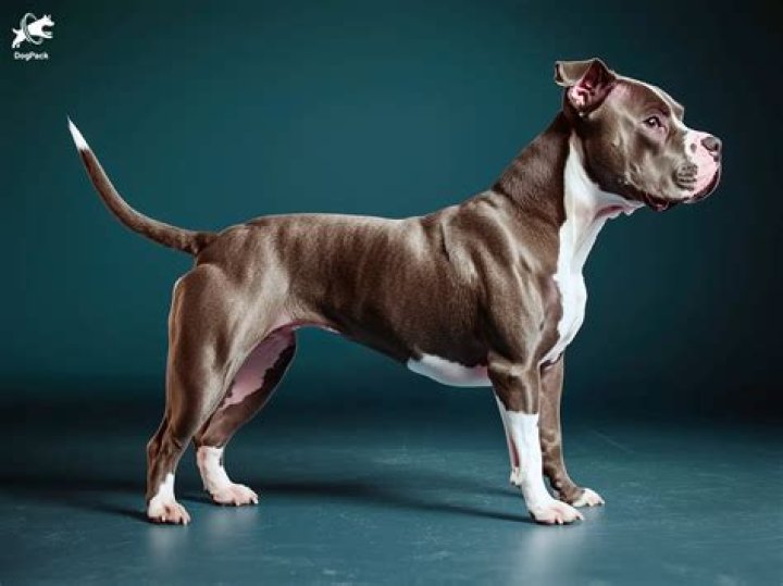 pitbull