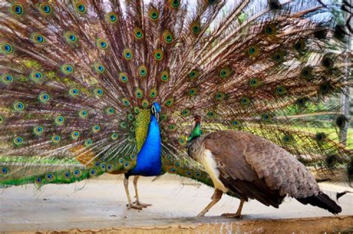 Save Me Too Save Me Too on Peacock