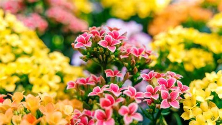 Ultra-wide camera sample showcasing flowers and leaves against a blue sky